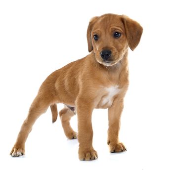 puppy labrador retriever in front of white background