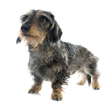 Wire haired dachshunds in front of white background