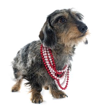 Wire haired dachshunds in front of white background