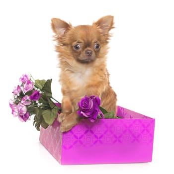 brown puppy chihuahua in front of white background