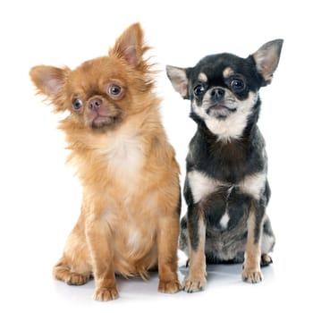 two young chihuahua in front of white background