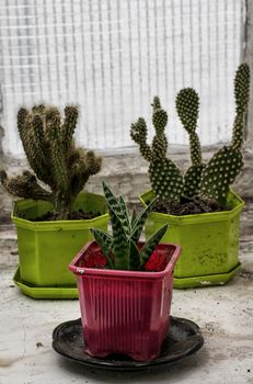 scrubby growths of cactus on the old box in vintage style