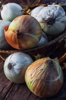 rural harvest onions on wooden table top