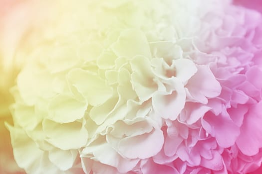 Flower color background, vintage style effect fill in photo, soft focus effect