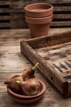 shoots of tulips germinated in the spring tulips with agricultural accessories