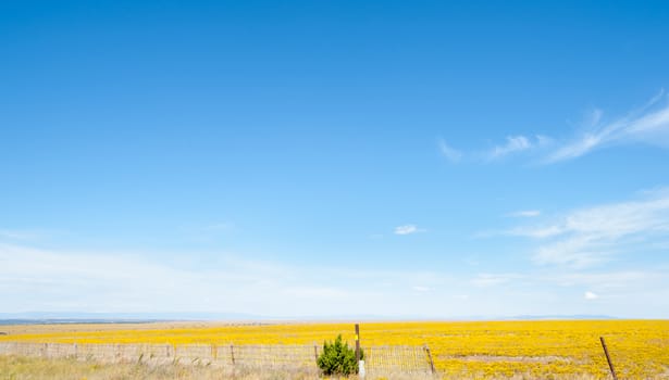 Blue sky over wide expansive flat yellow fields in Arizona countryside