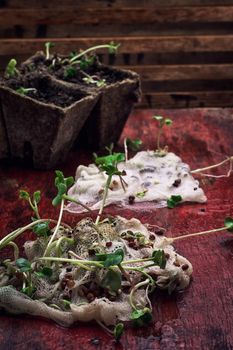 germinated spring planting the sprouts of agricultural plants