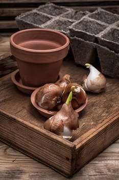 shoots of tulips germinated in the spring tulips with agricultural accessories