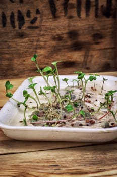 germinated spring planting the sprouts of agricultural plants