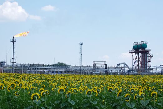 Oil industry. Oil torch and a field of sunflowers