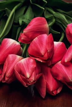 blossoming tidy tulips on old wood background