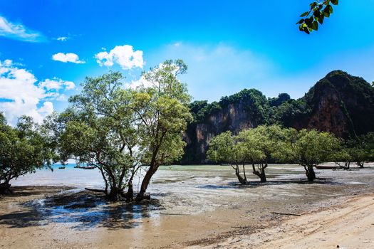 Trees growing in the sand on the beautiful sea background