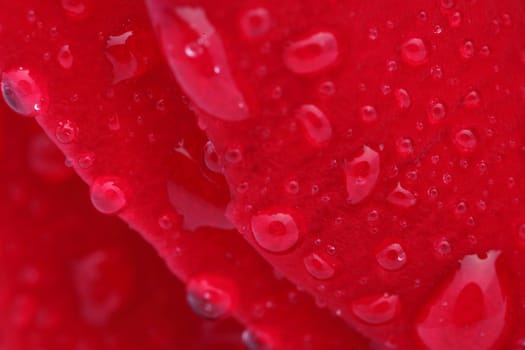 Macro shot of a red rose with water drops