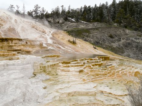 Steaming hot water carrying minerals from underground made colorful terraces In Yellowstone National Park, Wyoming USA.