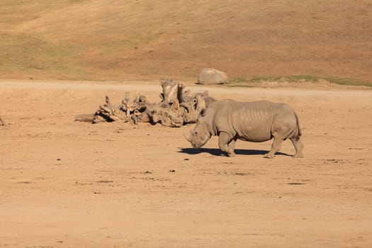 White African rhinoceros, Ceratotherium simum, is found in Africa along the grass planes and is now endangered