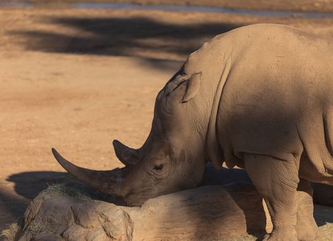 White African rhinoceros, Ceratotherium simum, is found in Africa along the grass planes and is now endangered