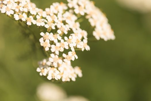 White yarrow flower, achillea millegolium, background blooms in a botanical garden in Southern California, United States