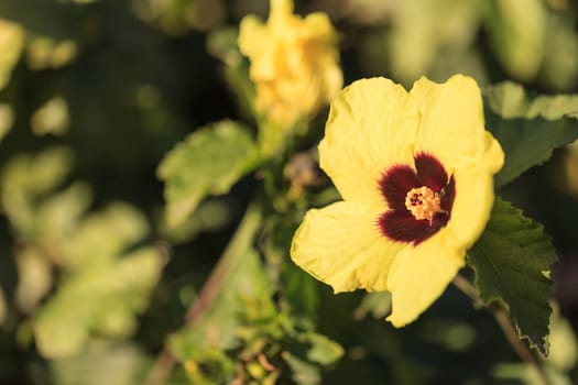 Yellow and red Hibiscus flower with detailed stamen and pistil in a Hawaiian garden in spring