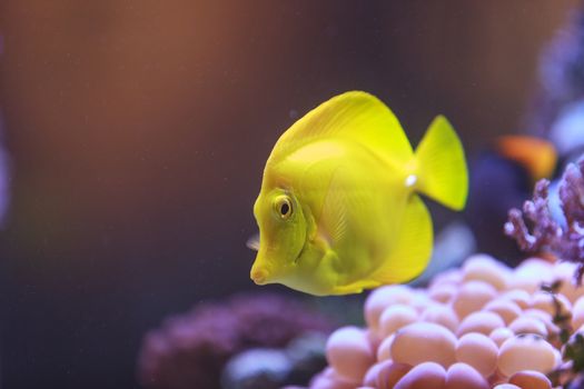 Yellow tang fish, Zebrasoma flavenscens, is a saltwater aquarium fish that is found in the Pacific and Indian Oceans in the wild