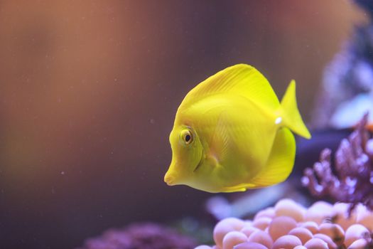 Yellow tang fish, Zebrasoma flavenscens, is a saltwater aquarium fish that is found in the Pacific and Indian Oceans in the wild