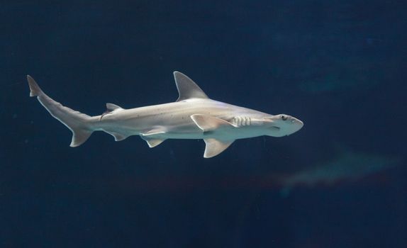 Hammerhead shark, Sphyrna lewini, swims over a sunken boat.