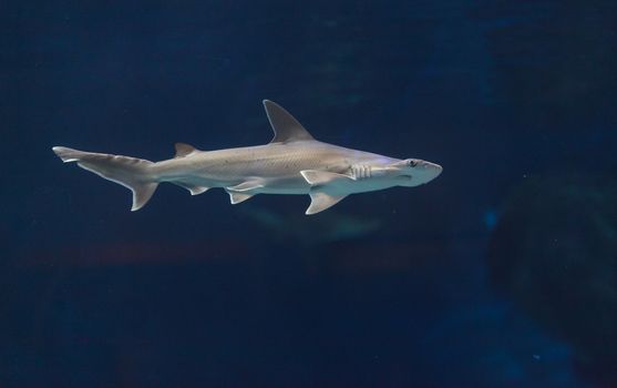 Hammerhead shark, Sphyrna lewini, swims over a sunken boat.