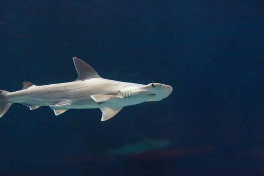 Hammerhead shark, Sphyrna lewini, swims over a sunken boat.