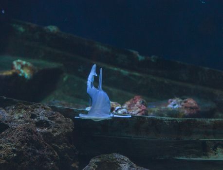 Hammerhead shark, Sphyrna lewini, swims over a sunken boat.