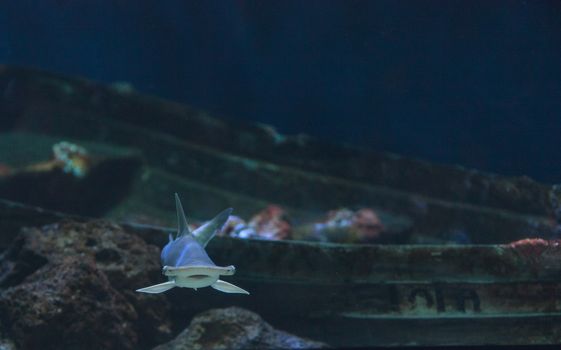 Hammerhead shark, Sphyrna lewini, swims over a sunken boat.