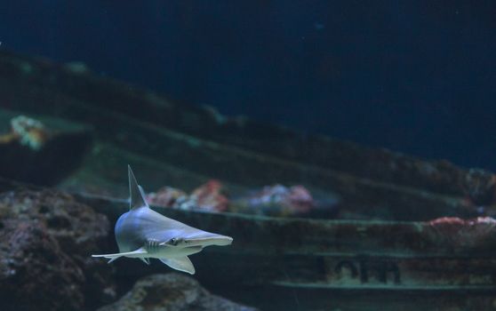 Hammerhead shark, Sphyrna lewini, swims over a sunken boat.