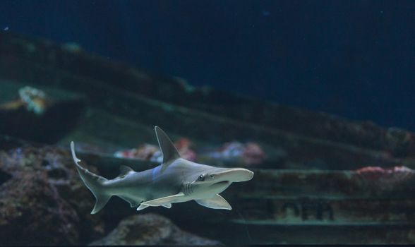 Hammerhead shark, Sphyrna lewini, swims over a sunken boat.