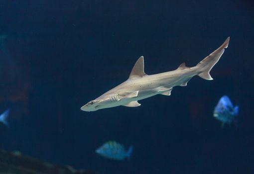 Hammerhead shark, Sphyrna lewini, swims over a sunken boat.