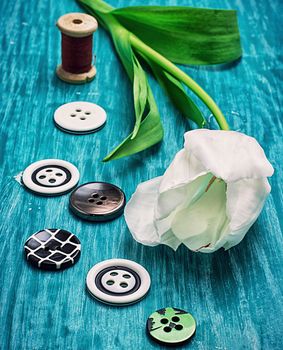 one white tulip and buttons with threads on turquoise wooden background