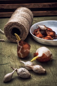 shoots of tulips germinated in the spring tulips with agricultural accessories