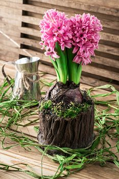 blossoming flower of hyacinth in  pot decorated with moss, in bright sunlight