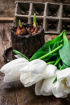 sprouted bulbs on white background fresh cut tulips