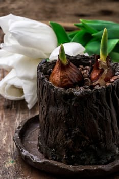 sprouted bulbs on white background fresh cut tulips