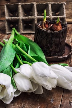 sprouted bulbs on white background fresh cut tulips