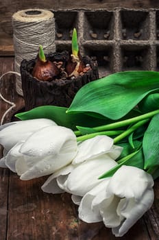 sprouted bulbs on white background fresh cut tulips