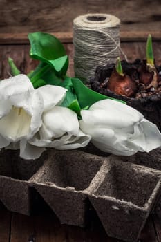 sprouted bulbs on white background fresh cut tulips