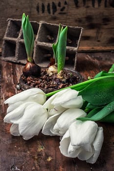 sprouted bulbs on white background fresh cut tulips