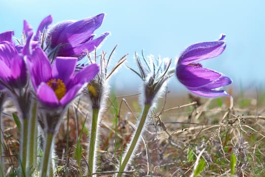 Pasqueflowers (Pulsatilla patens) on the field with grass