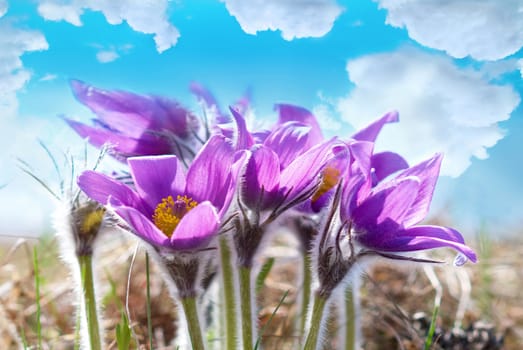 Pasqueflowers (Pulsatilla patens) on the field with grass