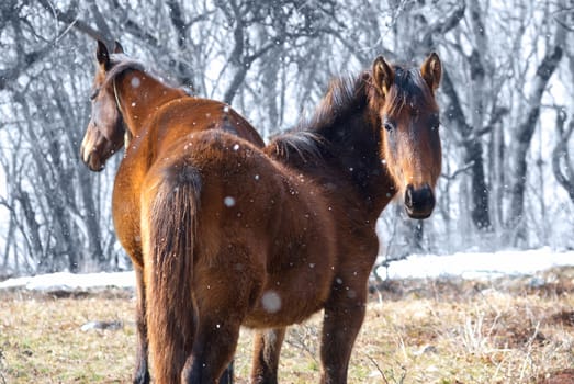 Two red horses on the field. Wild landscape.