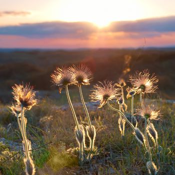 Sunset with deflorated flowers (Pulsatilla patens, Pasqueflower)