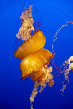 Orange jellyfish in an aquarium with blue water background