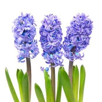 Three blue flowers hyacinthes with green leaves isolated on white