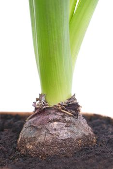 Bulb of hyacinth in the soil isolated on white