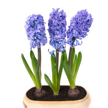 Blue flowers hyacinthes with green leaves in the flowerpot isolated on white