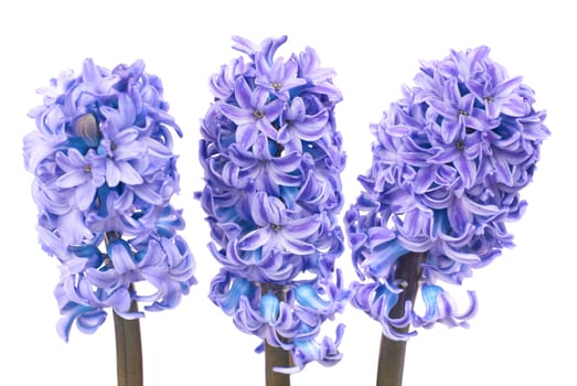Three beautiful blue flowers hyacinthes isolated on white